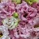 Lisianthus - Voyage 2 Pink