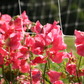 Watermelon Sweet Pea Seeds