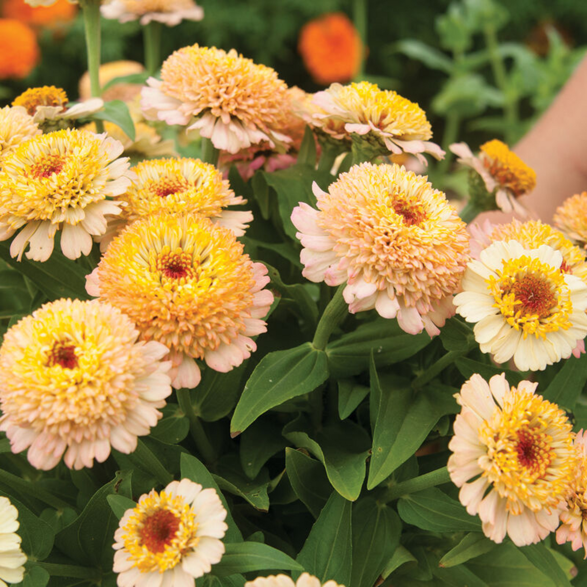Zinderella Peach Zinnia Seeds