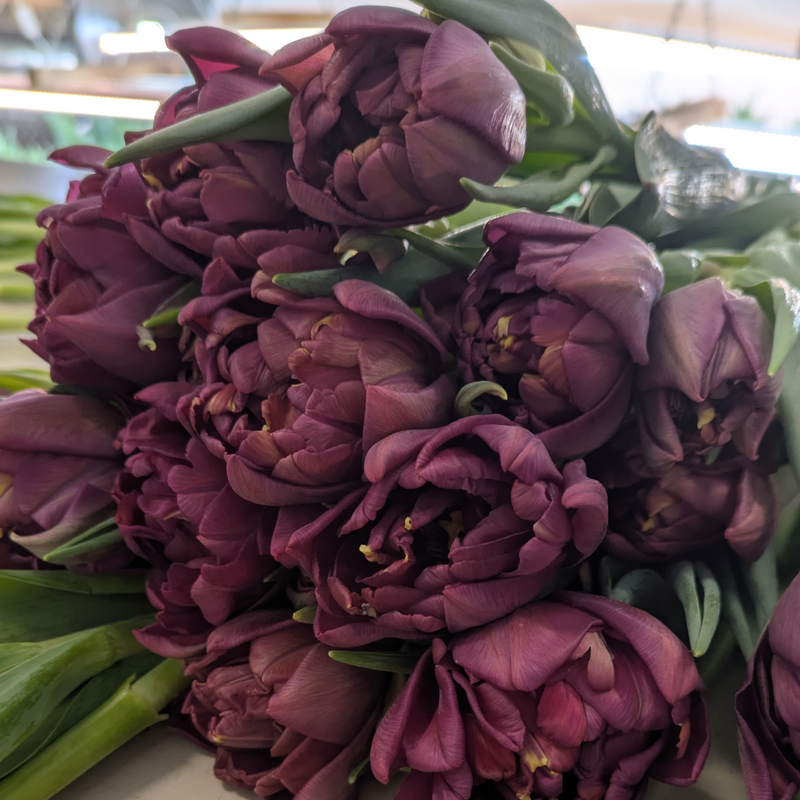 Alison Bradley Tulip Bulbs