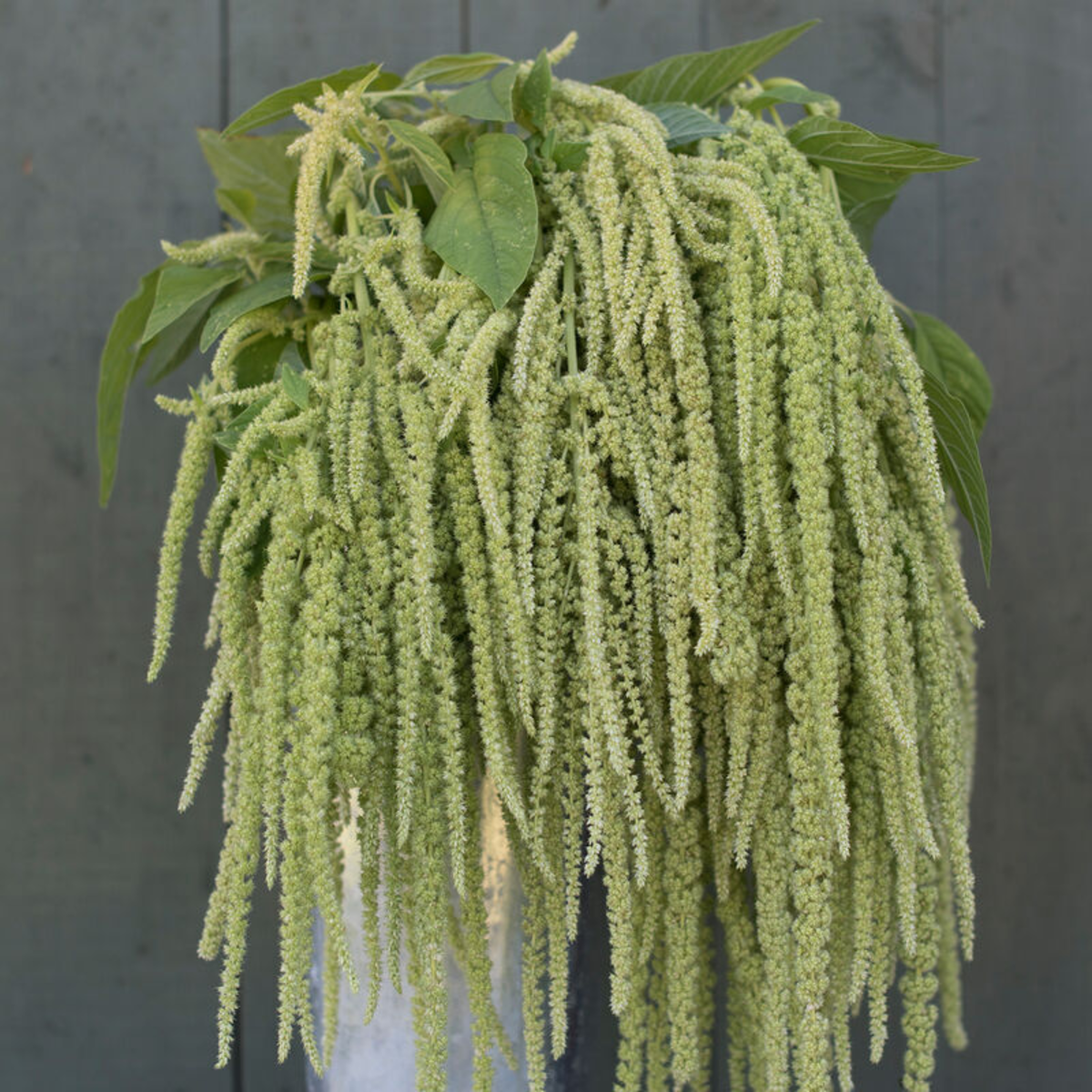 Amaranthus - Emerald Tassels Seeds
