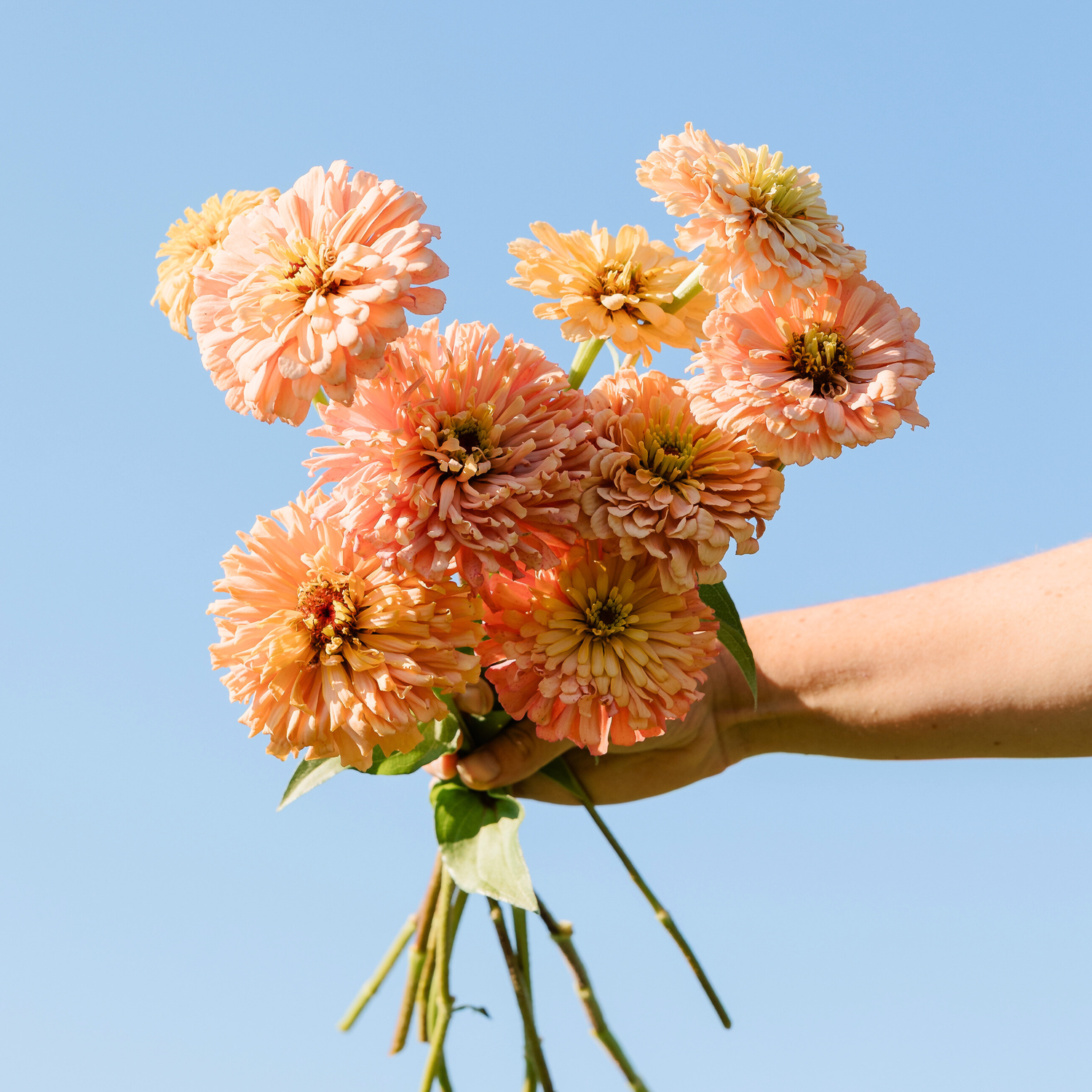 Zinnia - Ballerina Seeds