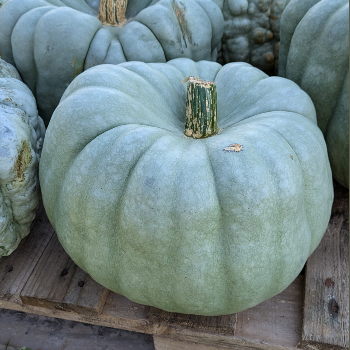 Autumn Pumpkins