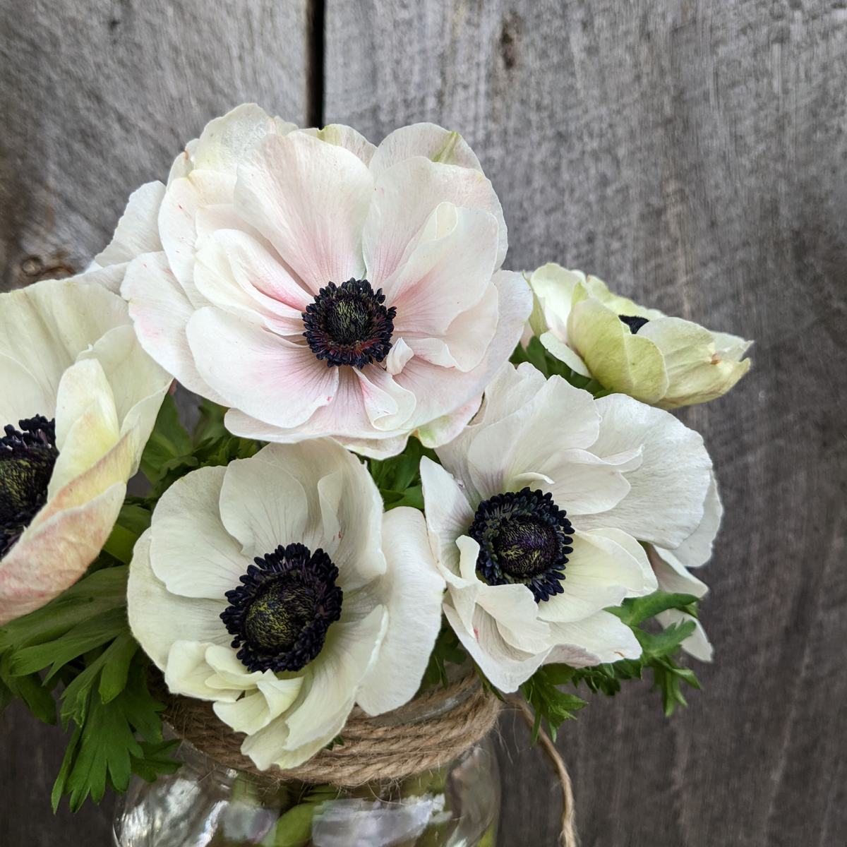 Carmel White Anemone