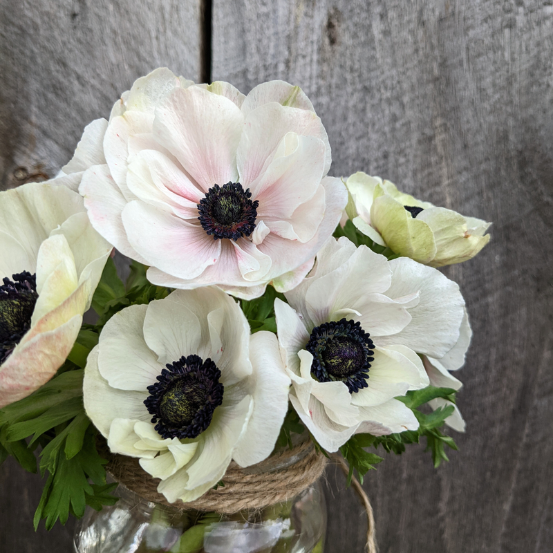 Carmel White Anemone