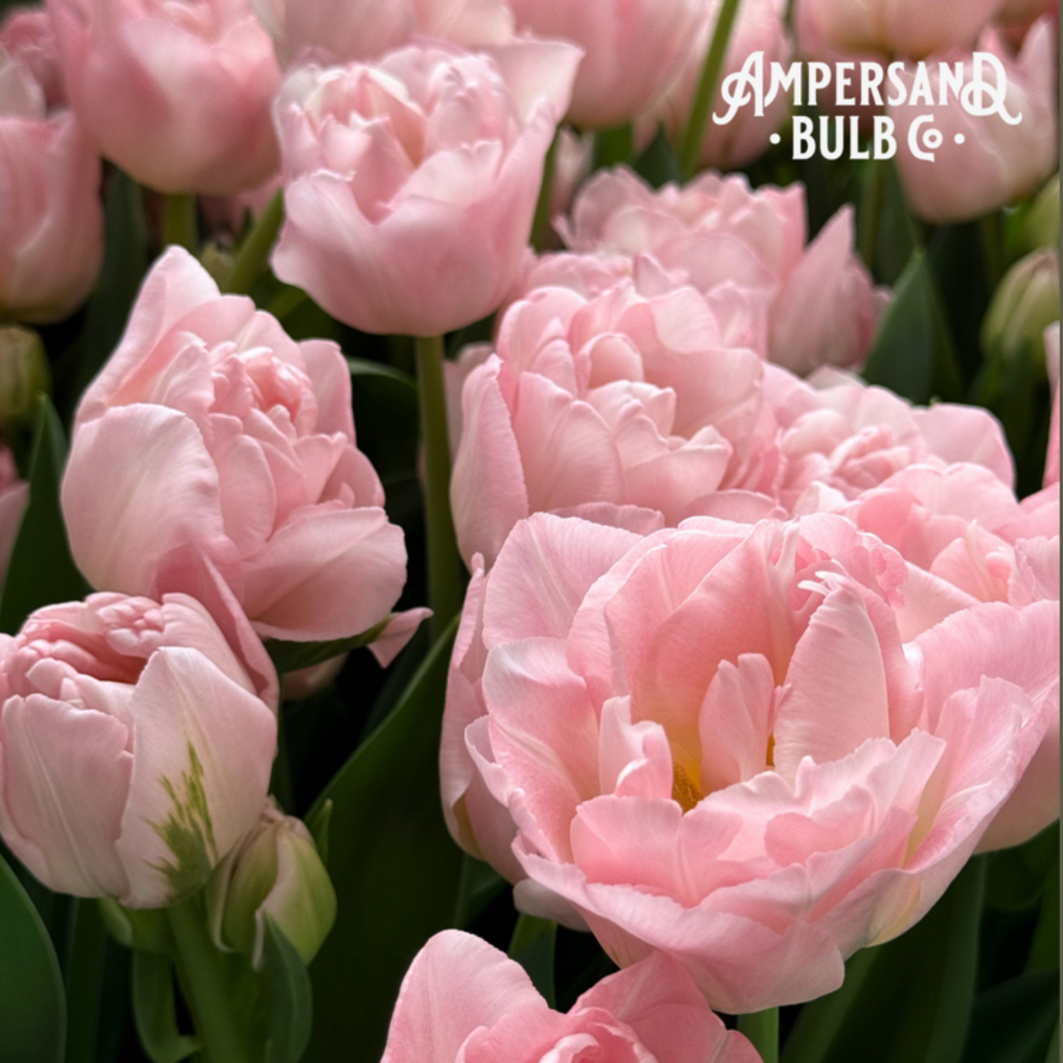 Dreamer Tulip Bulbs