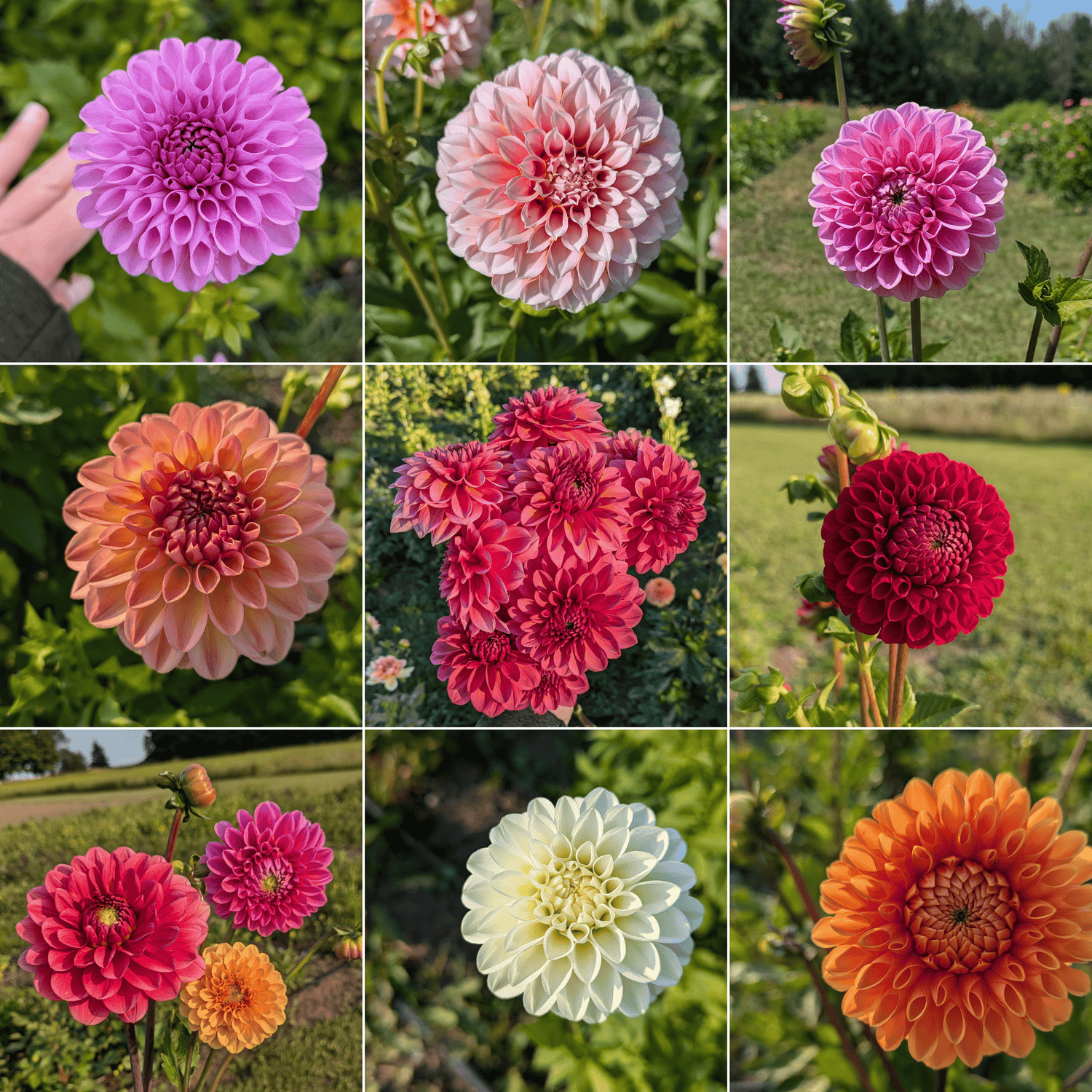 Bulk Dahlias