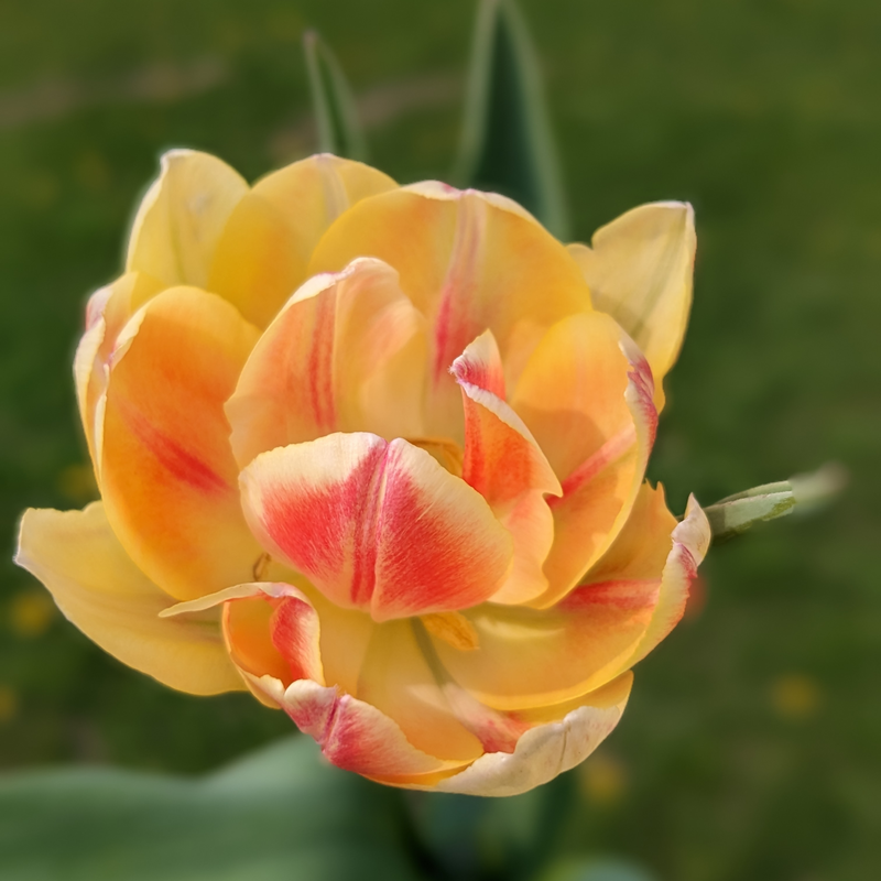 Foxy Foxtrot Tulip Bulbs