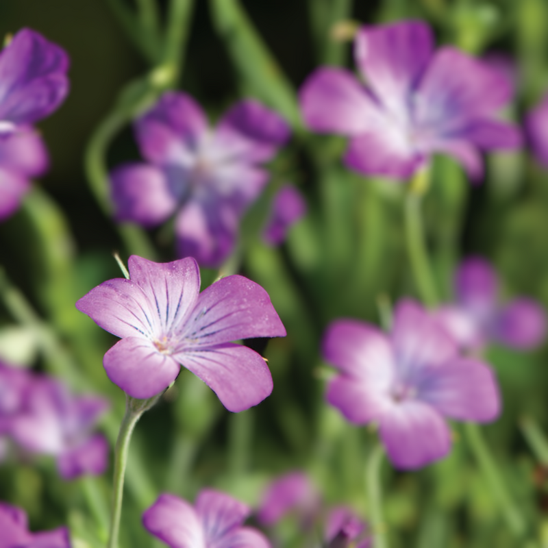 Purple Queen Agrostemma Seeds
