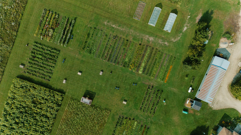 Cut-Your-Own-Flowers Experience