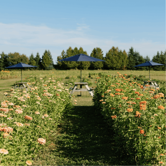 Yoga in the Flower Field (Aug 18 or Sept 15)