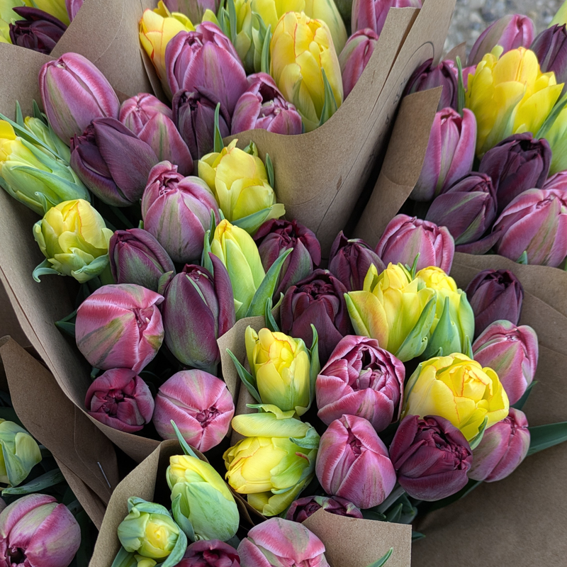 Monthly Tulip Subscription (Feb to Apr)
