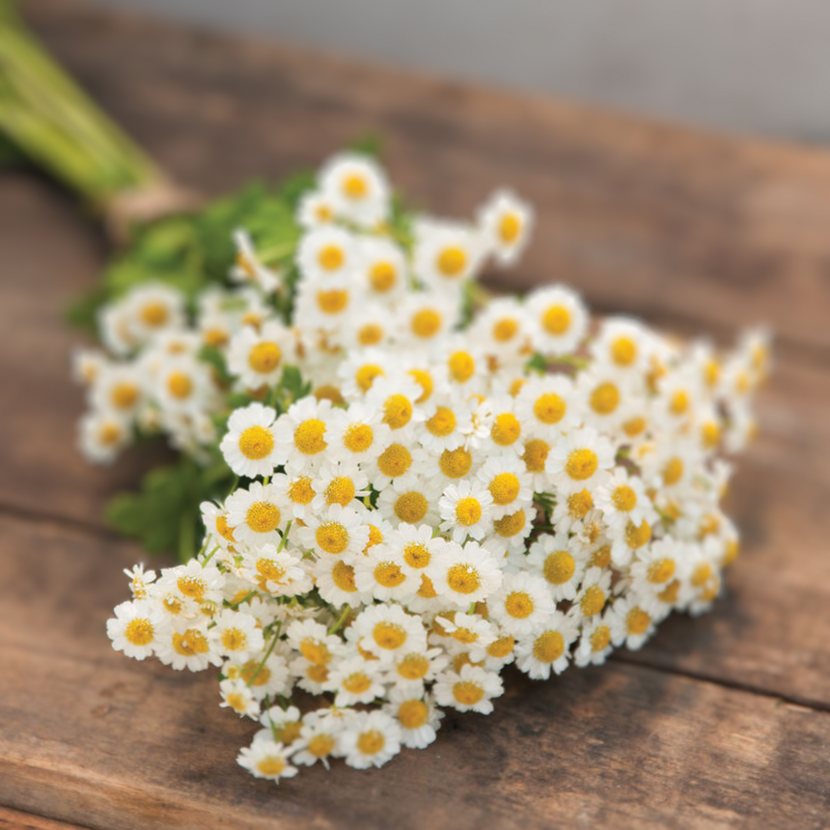 Magic Single Feverfew Seeds