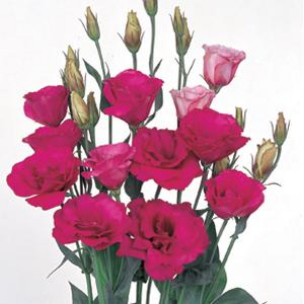 Lisianthus - Mariachi 2 Carmine