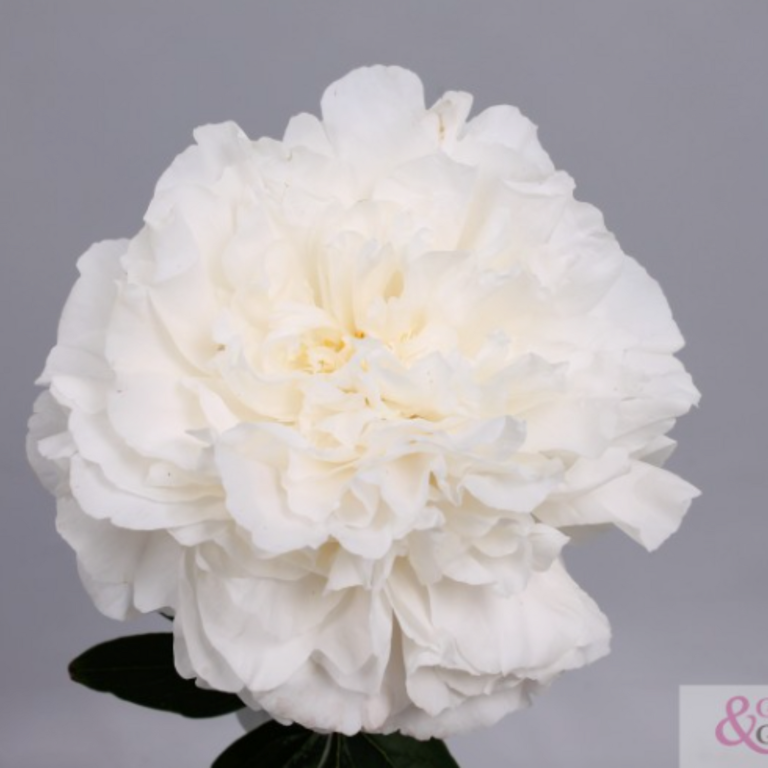 Mother's Choice Peony
