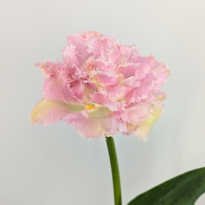 Pink Magic Tulip Bulbs