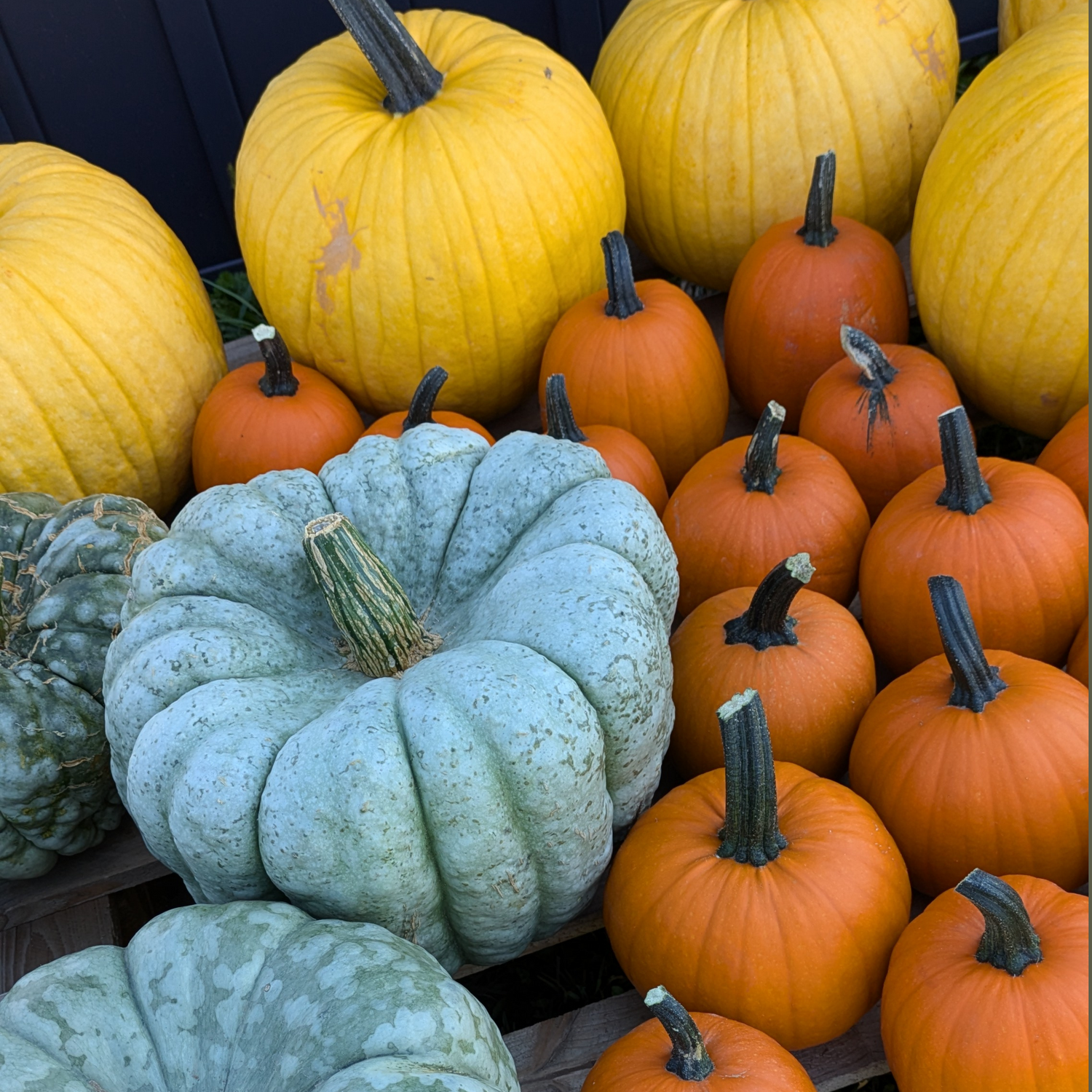 Autumn Pumpkins