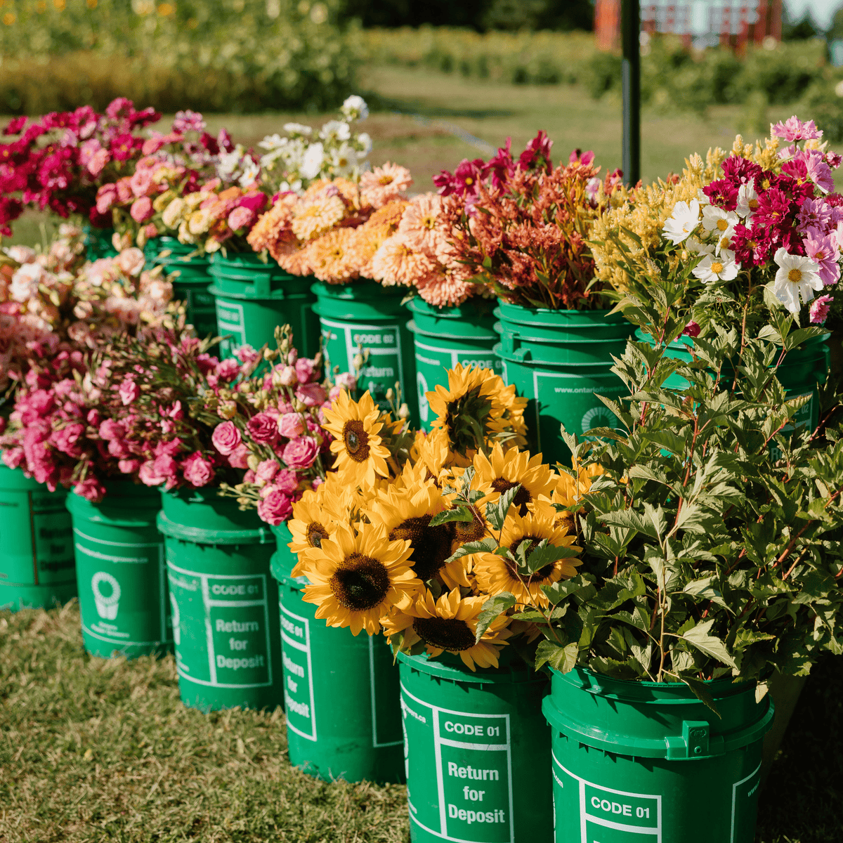 Bulk Specialty Flowers