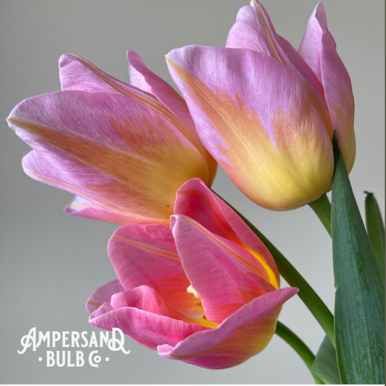 Tom Pouce Tulip Bulbs