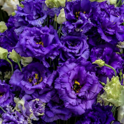 Lisianthus Seedling