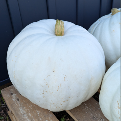 Autumn Pumpkins