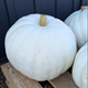 Autumn Pumpkins