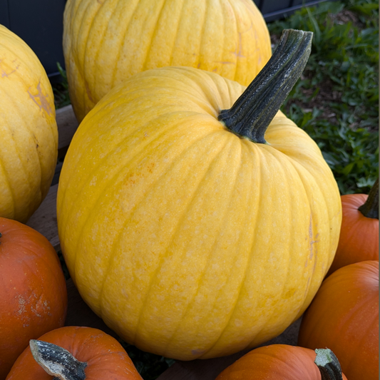 Autumn Pumpkins