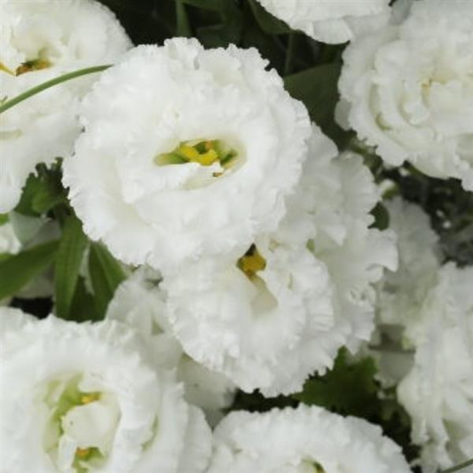 Lisianthus Seedling