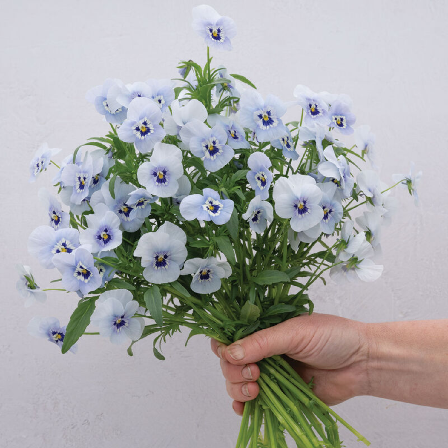 Viola - Marina Seeds