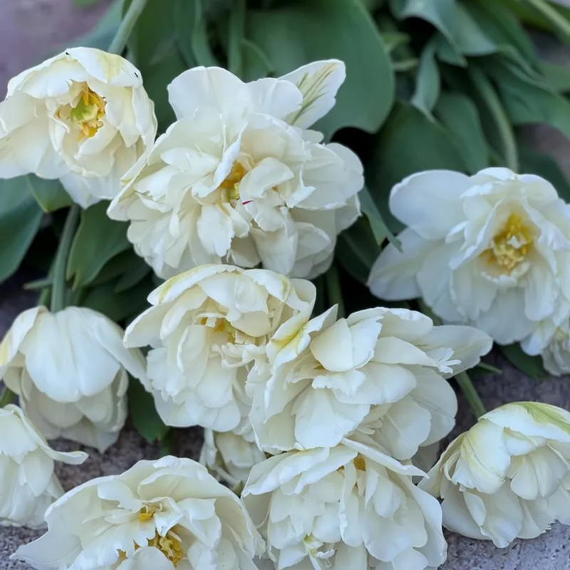 Mount Tacoma Tulip Bulbs