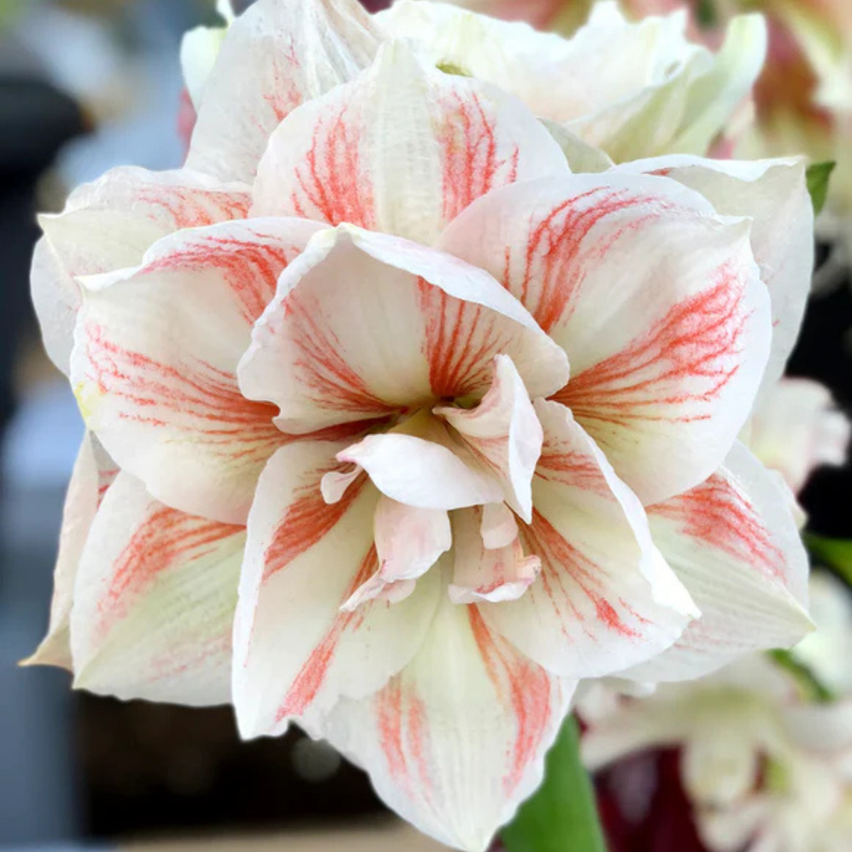 Potted Amaryllis