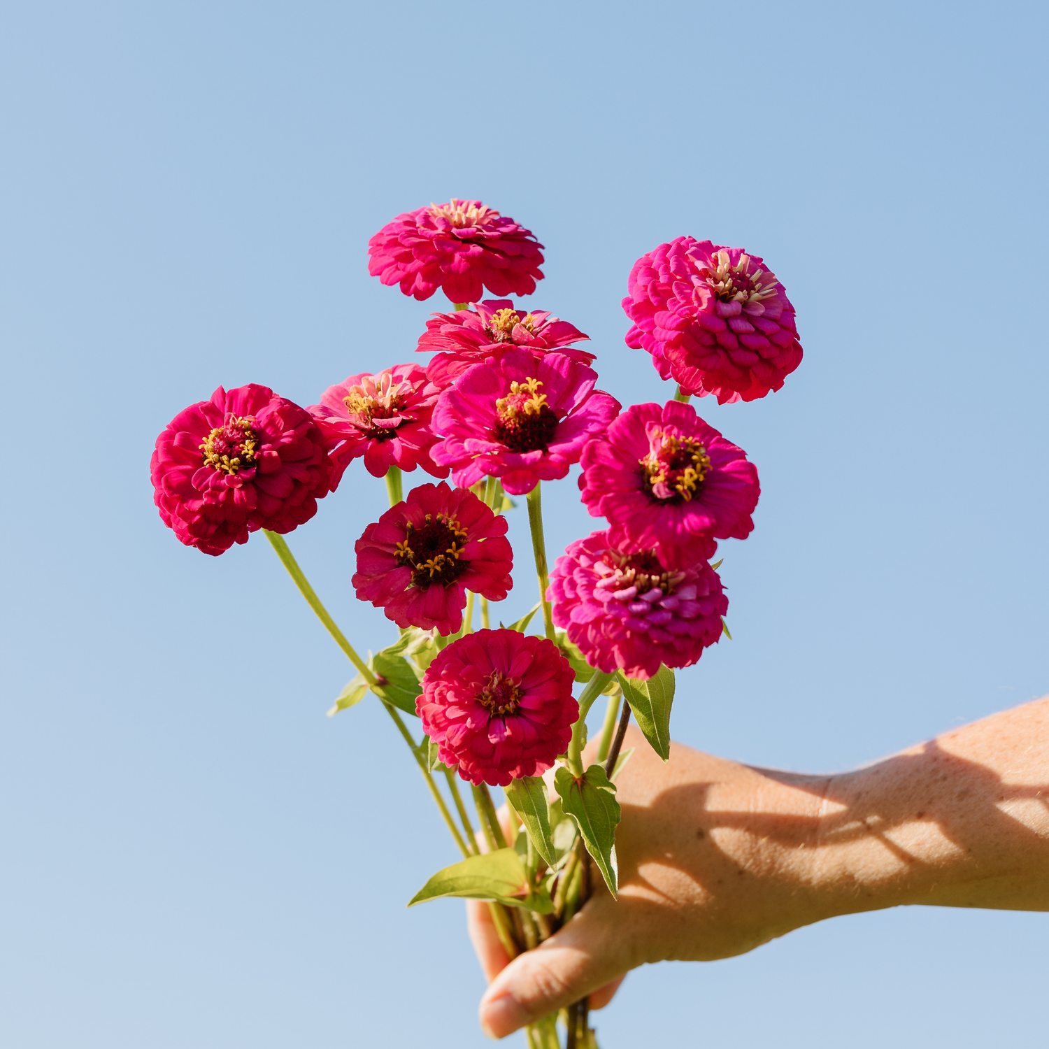 Zinnia - Oklahoma Carmine Seeds