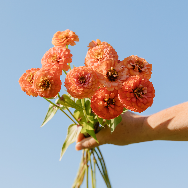 Zinnia - Oklahoma Salmon Seeds