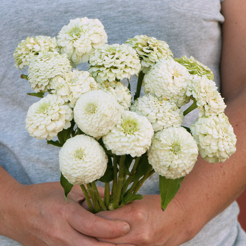 Zinnia - Oklahoma White Seeds