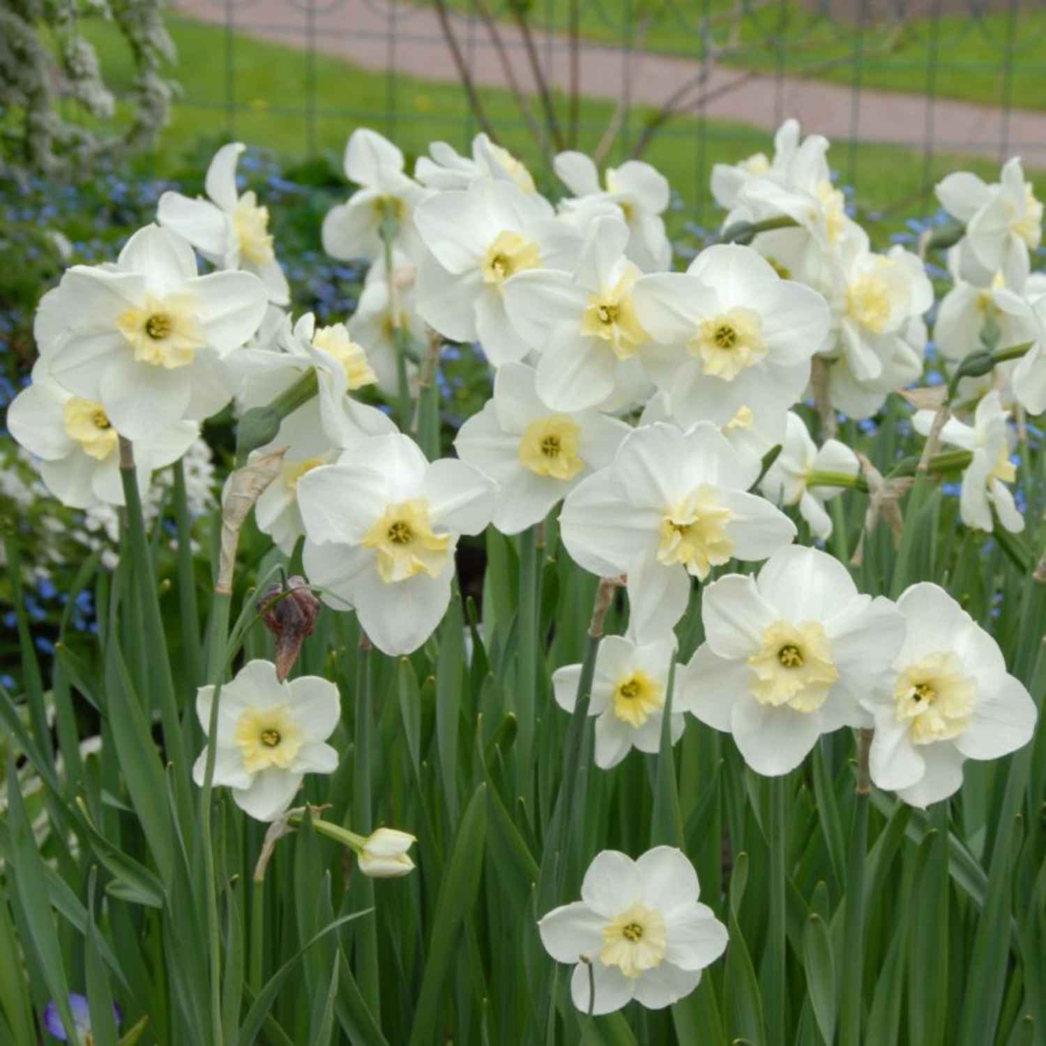 Papillon Blanc Narcissus