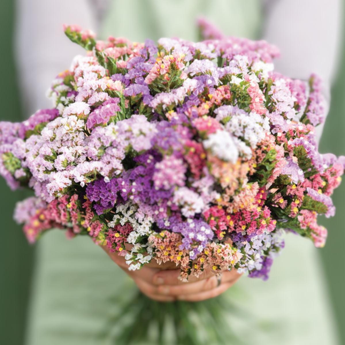 Pastel Mix Statice Seeds