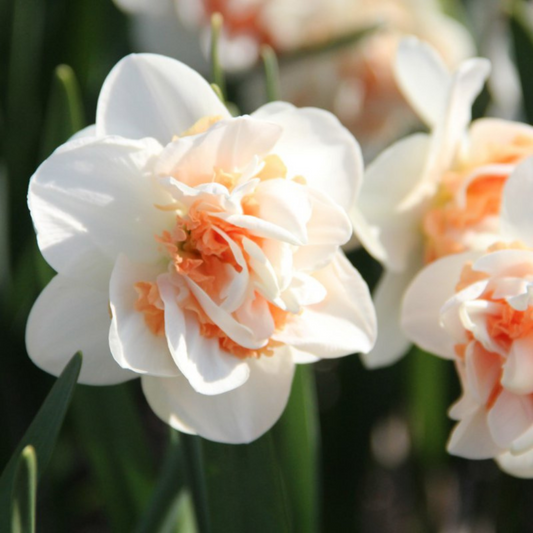 Pink Paradise Narcissus