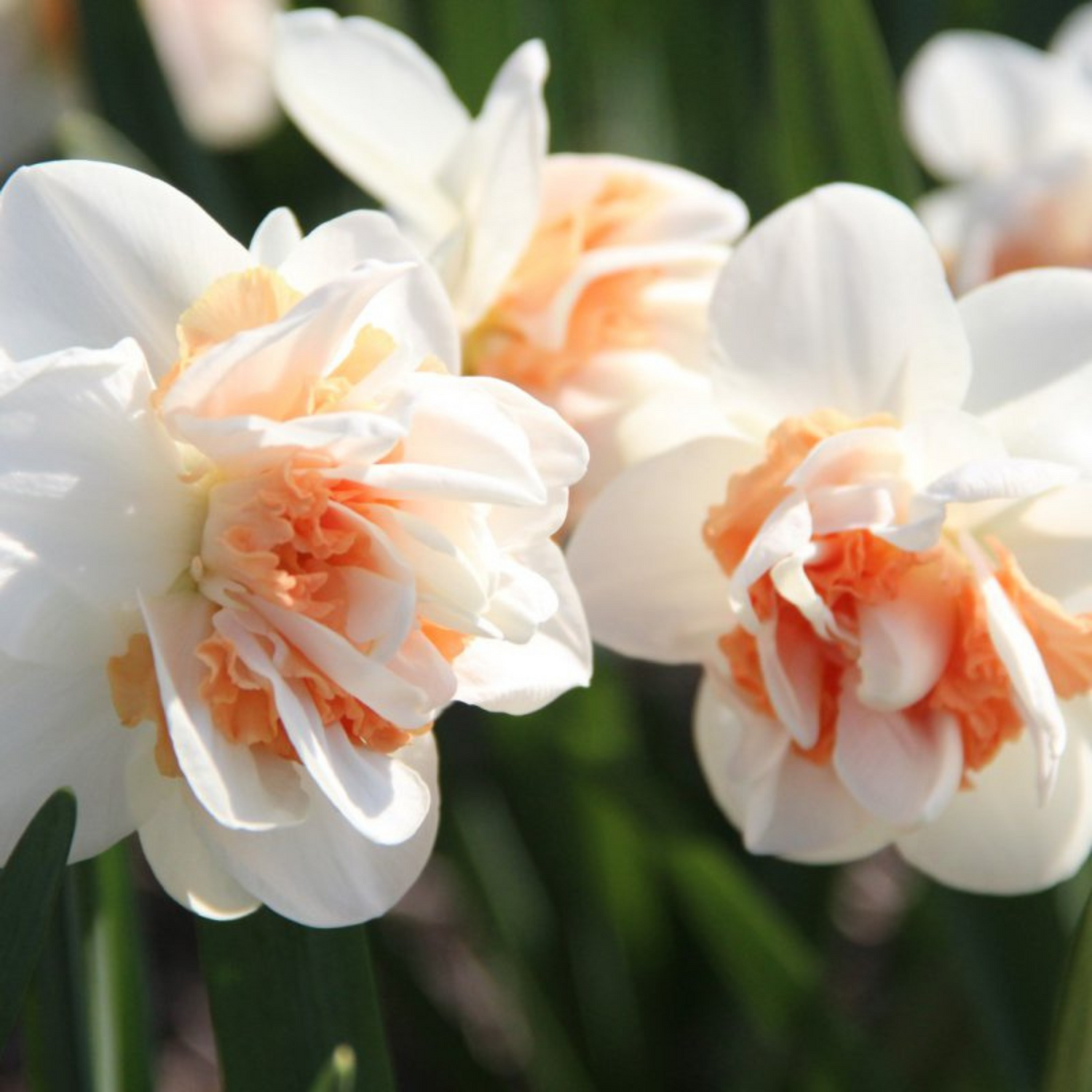 Pink Paradise Narcissus