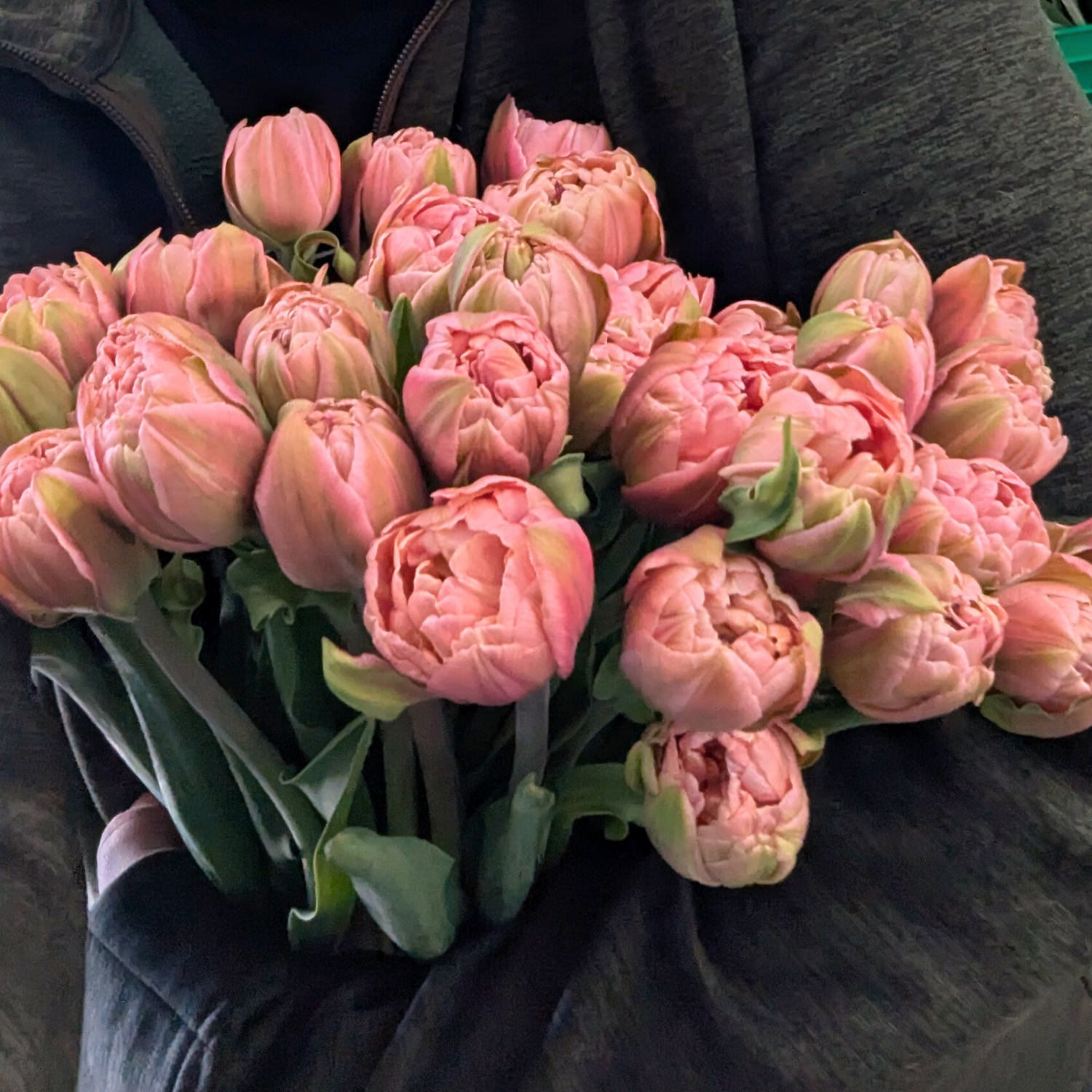Pink Star Tulip Bulbs