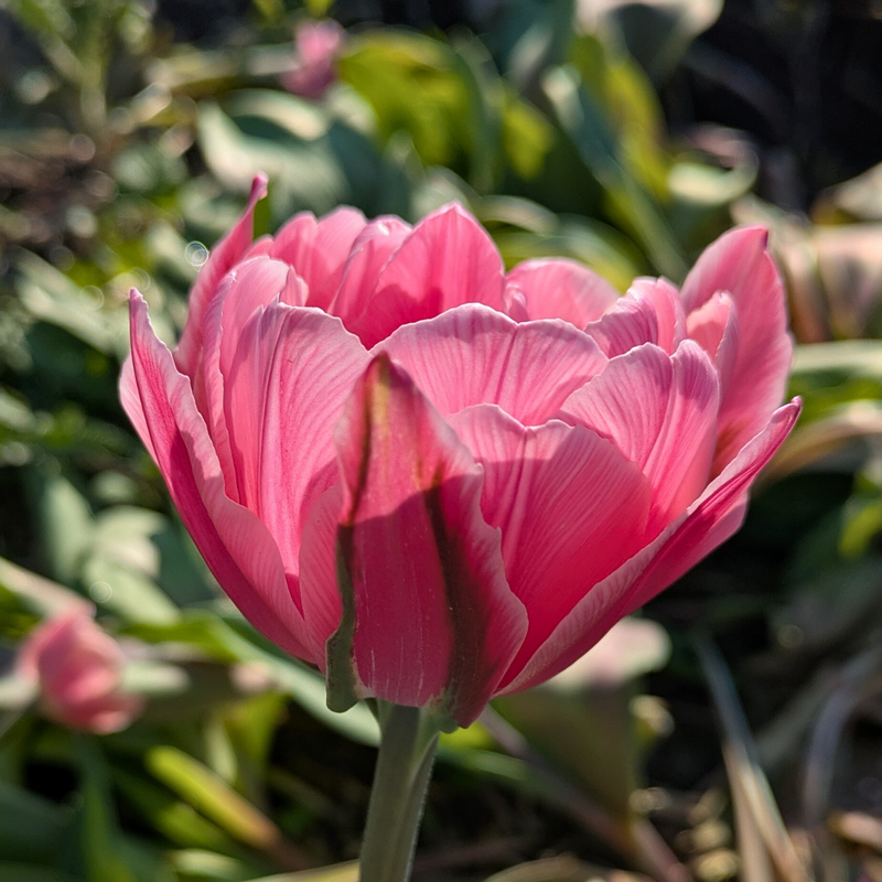 Pink Cameo Tulip Bulbs