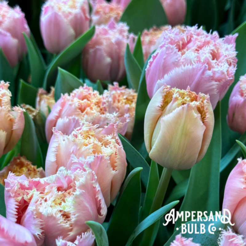 Pink Magic Tulip Bulbs