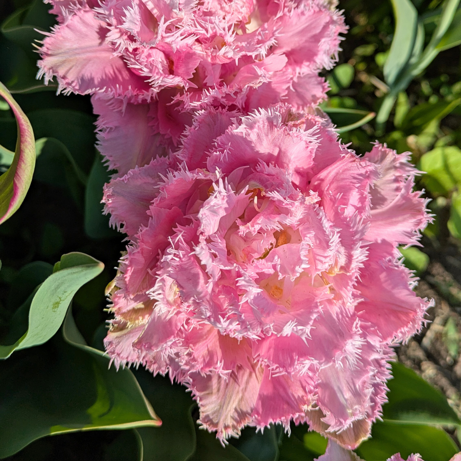 Pink Magic Tulip Bulbs