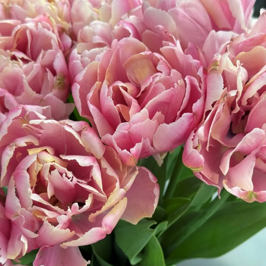 Pink Mist Tulip Bulbs