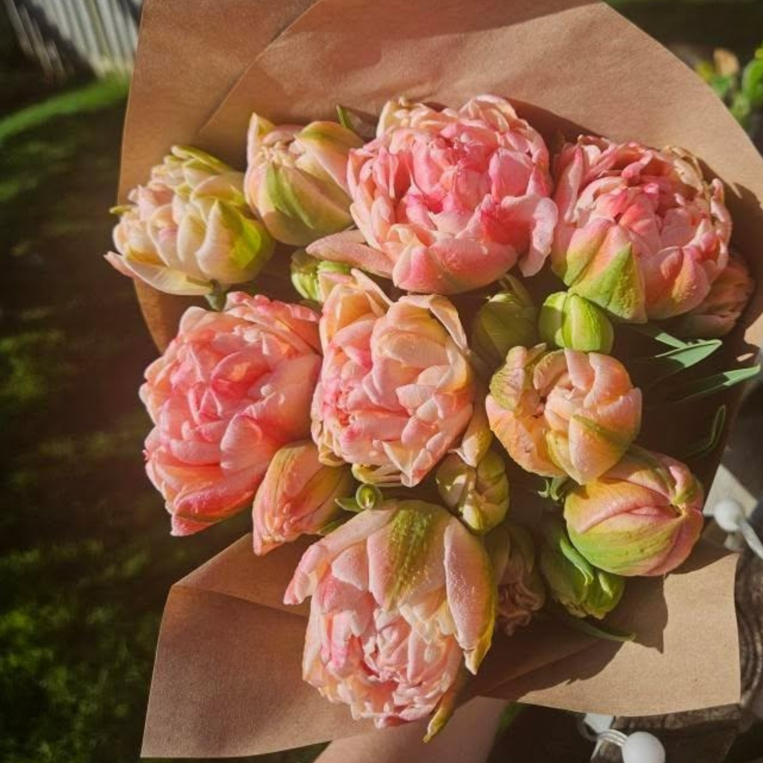 Pink Mist Tulip Bulbs