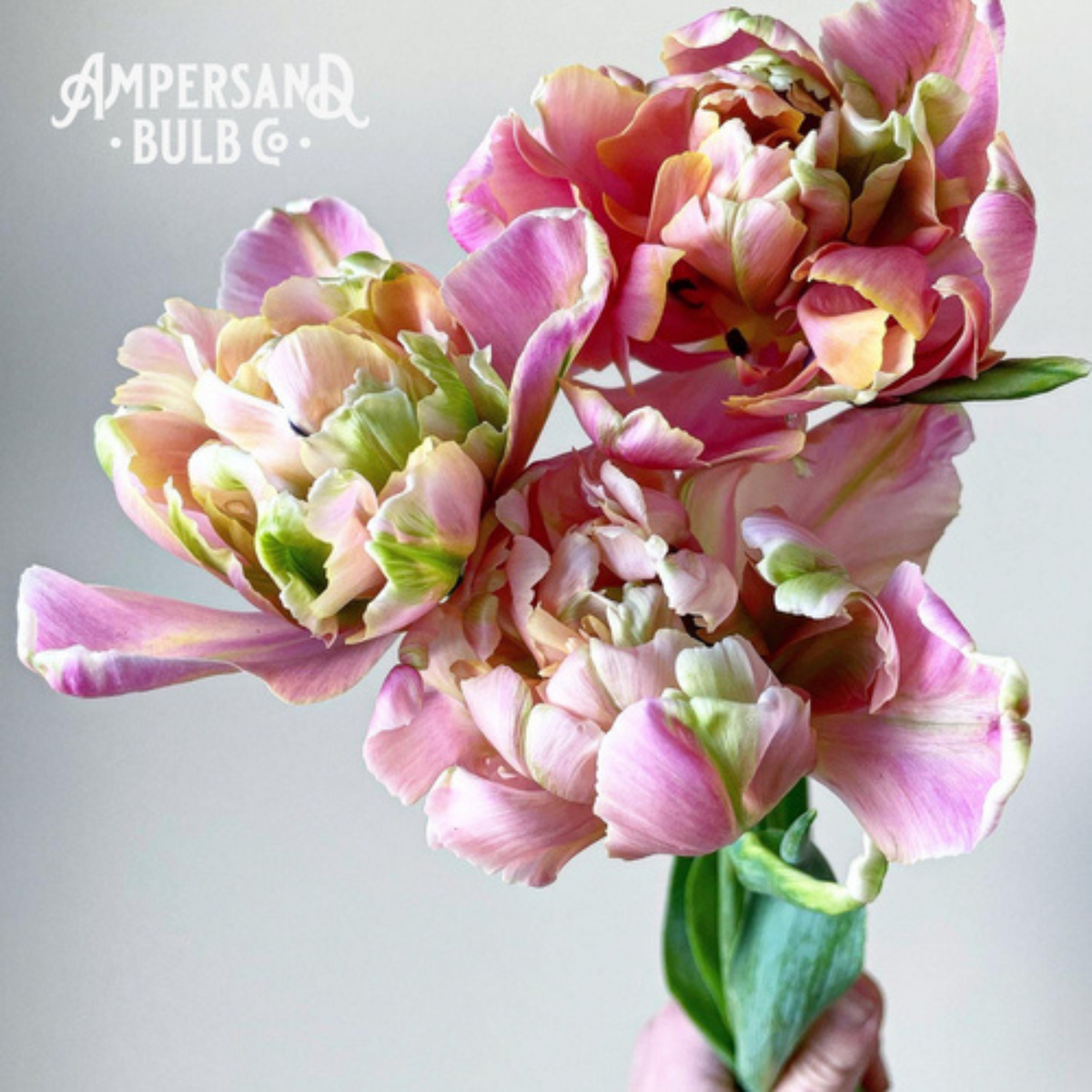 Pink Mist Tulip Bulbs