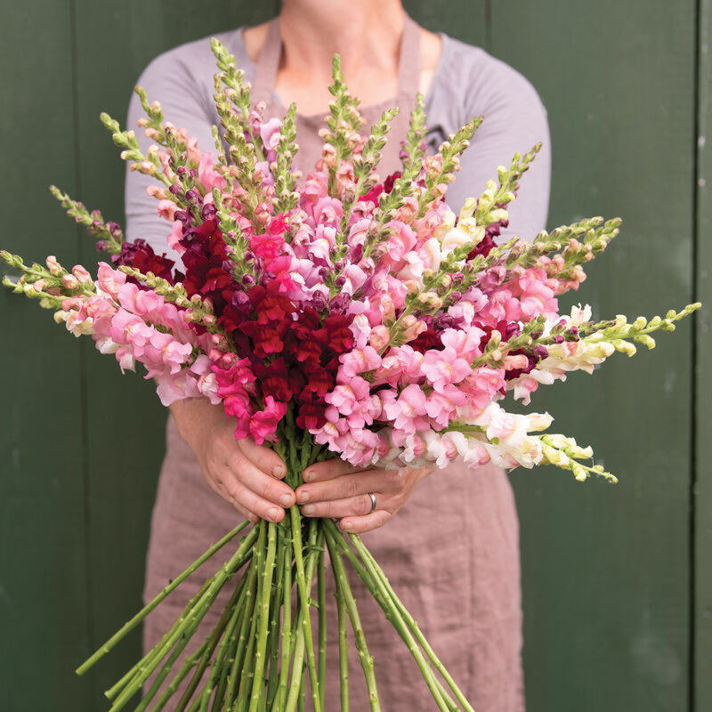 Snapdragon - Potomac Summer Berry Mix Seeds