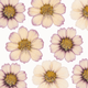 Learn to Press Flowers (Sept 13)