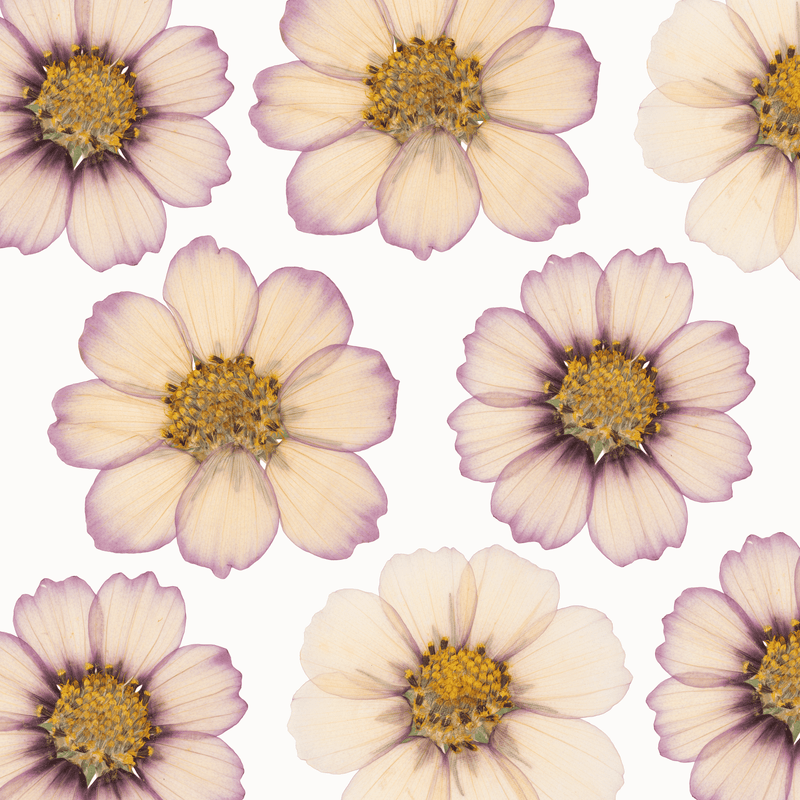 Learn to Press Flowers (Sept 13)