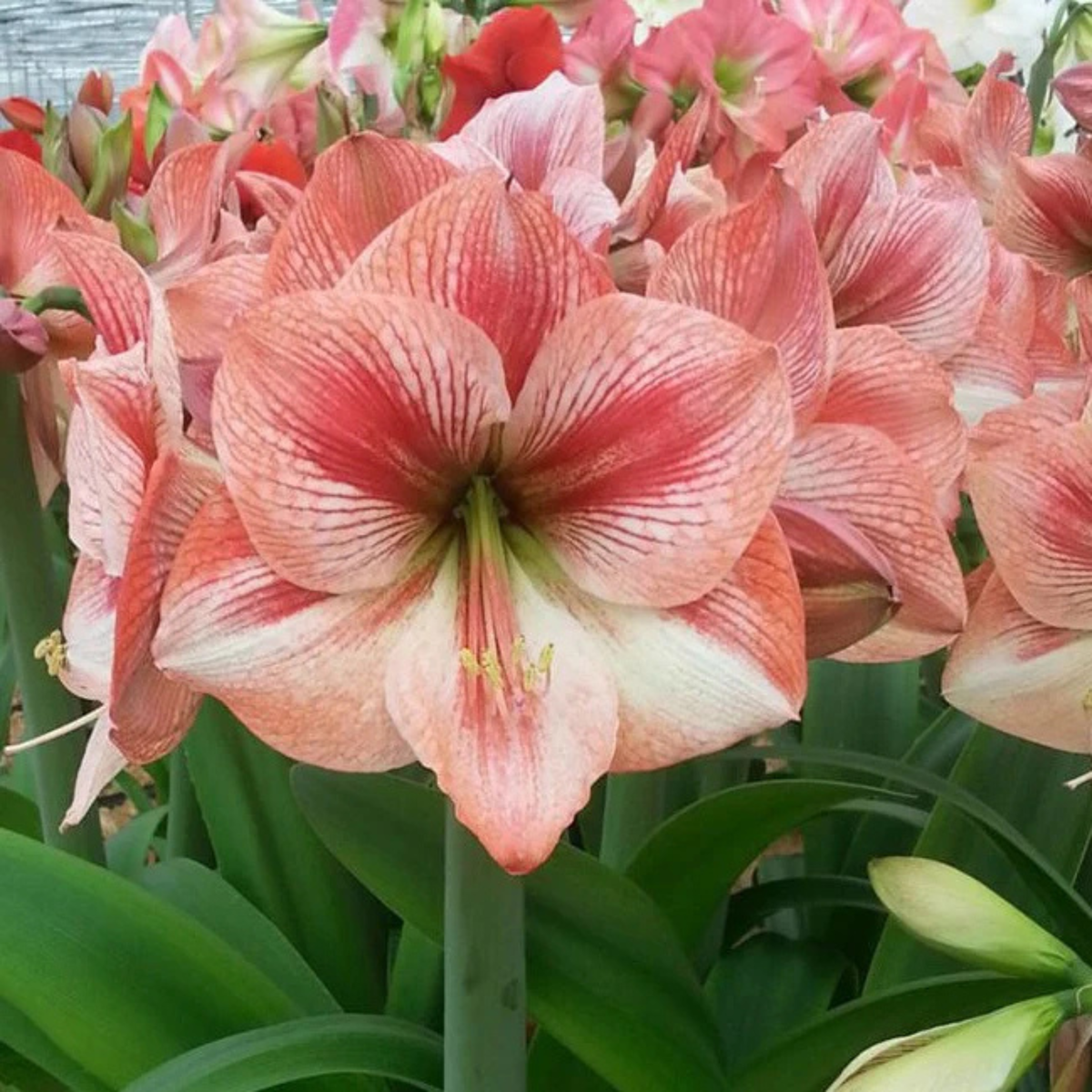 Potted Amaryllis