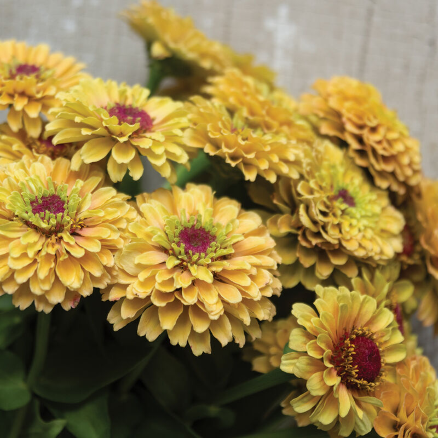 Zinnia - Queeny Lemon Peach Seeds